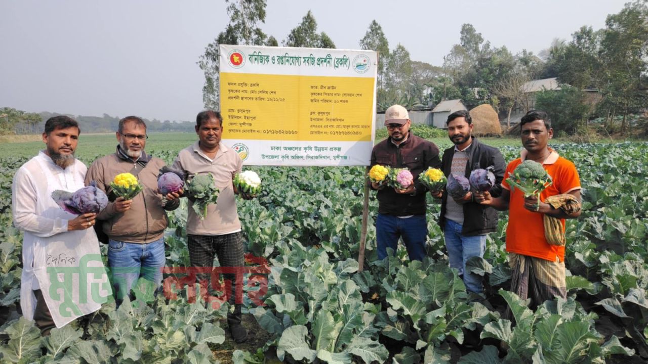 রঙিন ফুলকপি ও বাঁধাকপি চাষে সফল কৃষক সেলিম
