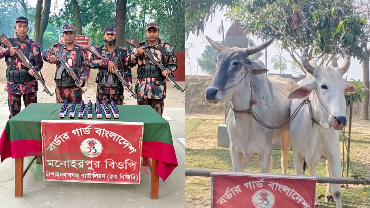চাঁপাইনবাবগঞ্জ সীমান্তে পৃথক অভিযানে ভারতীয় নেশাজাতীয় সিরাপ ও গরু জব্দ 