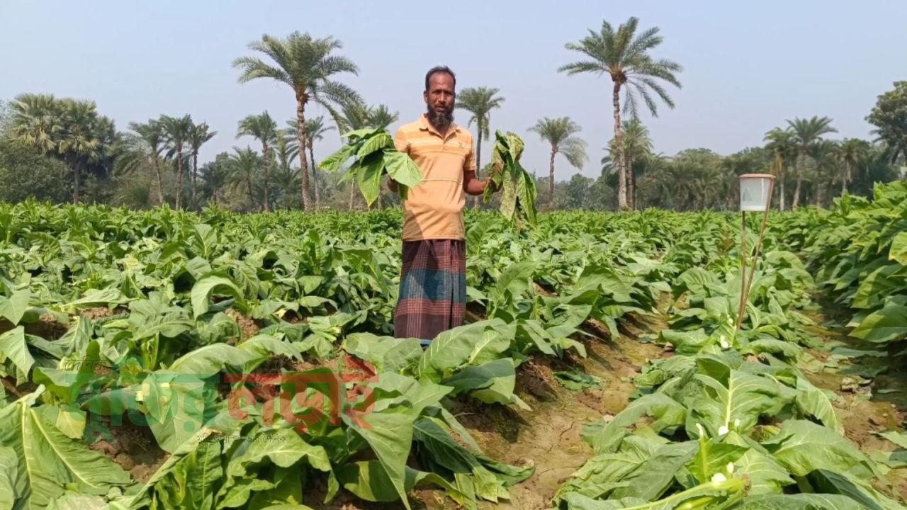 ফসলের সাথে শত্রুতা