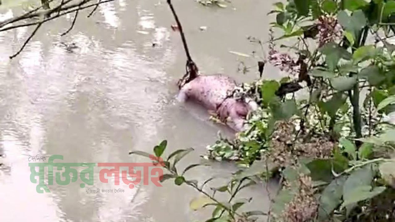 পাথরঘাটা বাড়ানি খাল থেকে ভাসমান অজ্ঞাত লাশ উদ্ধার