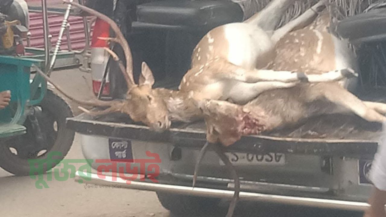 পাথরঘাটায় দুটি জবাই করা হরিণ ও ফাঁদসহ আটক যুবকের এক বছরের কারাদণ্ড