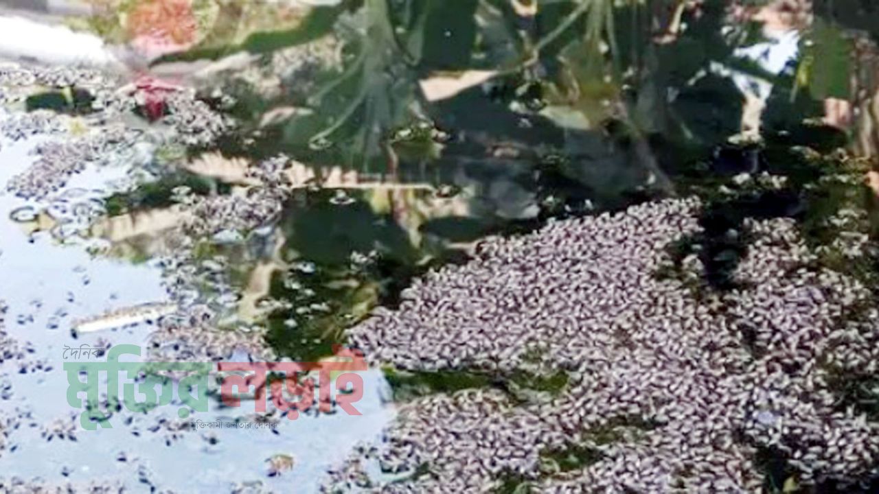 সিলেট নগরীতে হঠাৎ করে বেড়েছে মশার উপদ্রব, সিসিকের নেই কোন ভূমিকা