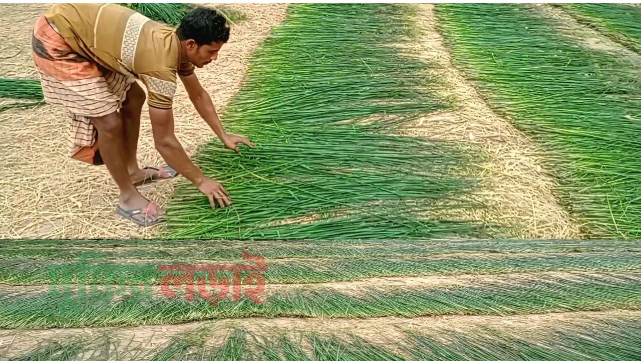 ​প্লাস্টিক পণ্যের ভিড়ে অস্তিত্ব সংকটে রাণীনগরের ঐতিহ্যবাহী ‘পাতির মাদুর