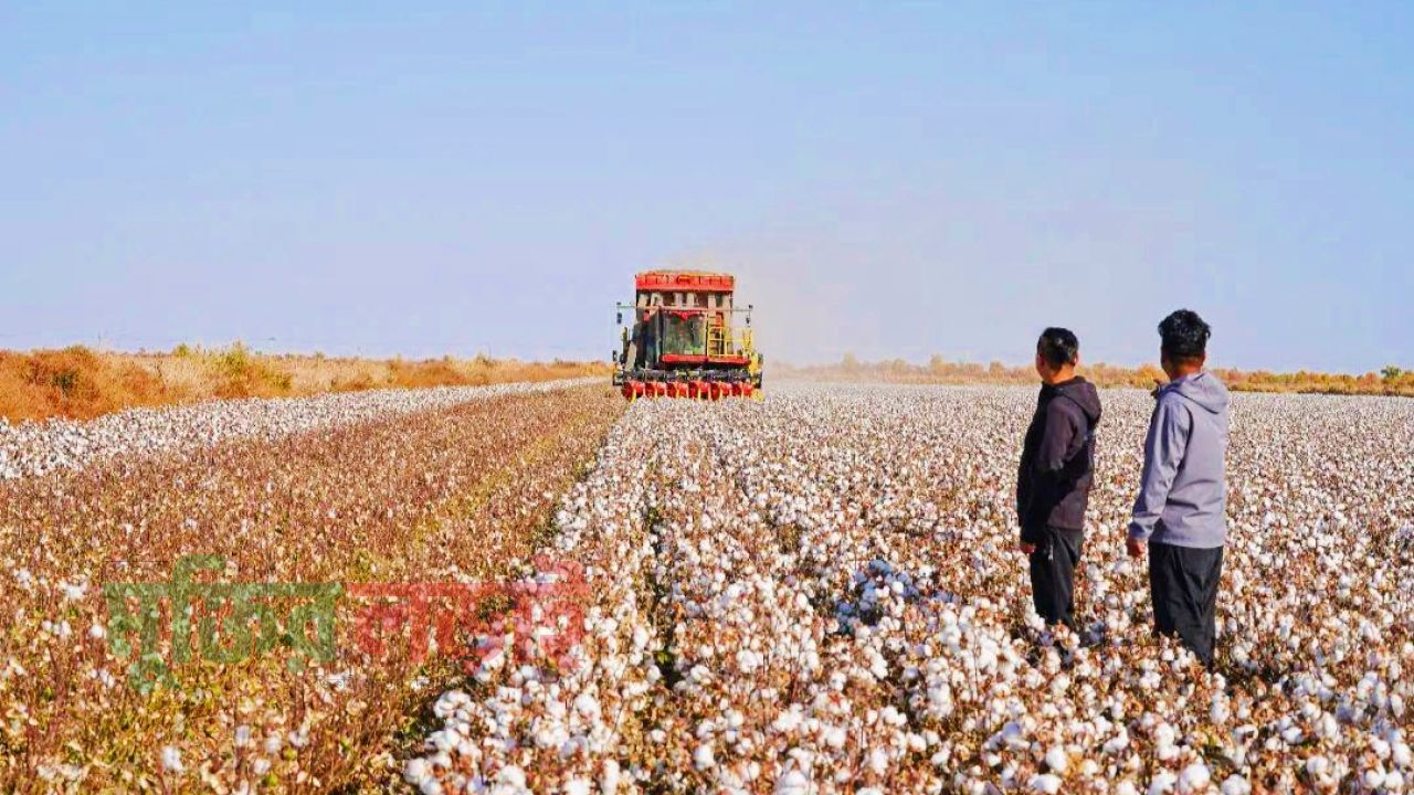 ড্রিপ সেচে জল সাশ্রয়, তুলার উৎপাদনে নতুন দিগন্ত