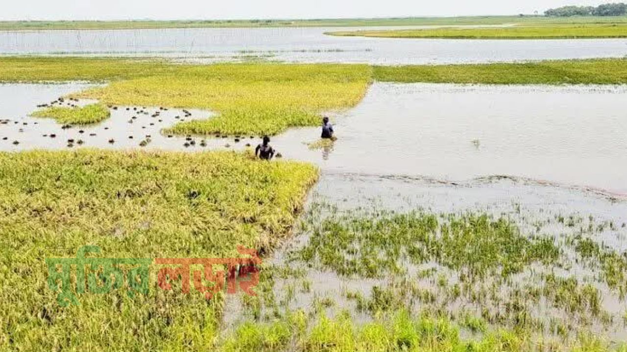 বন্যার শঙ্কায় হাওরে ধান কাটার ধুম