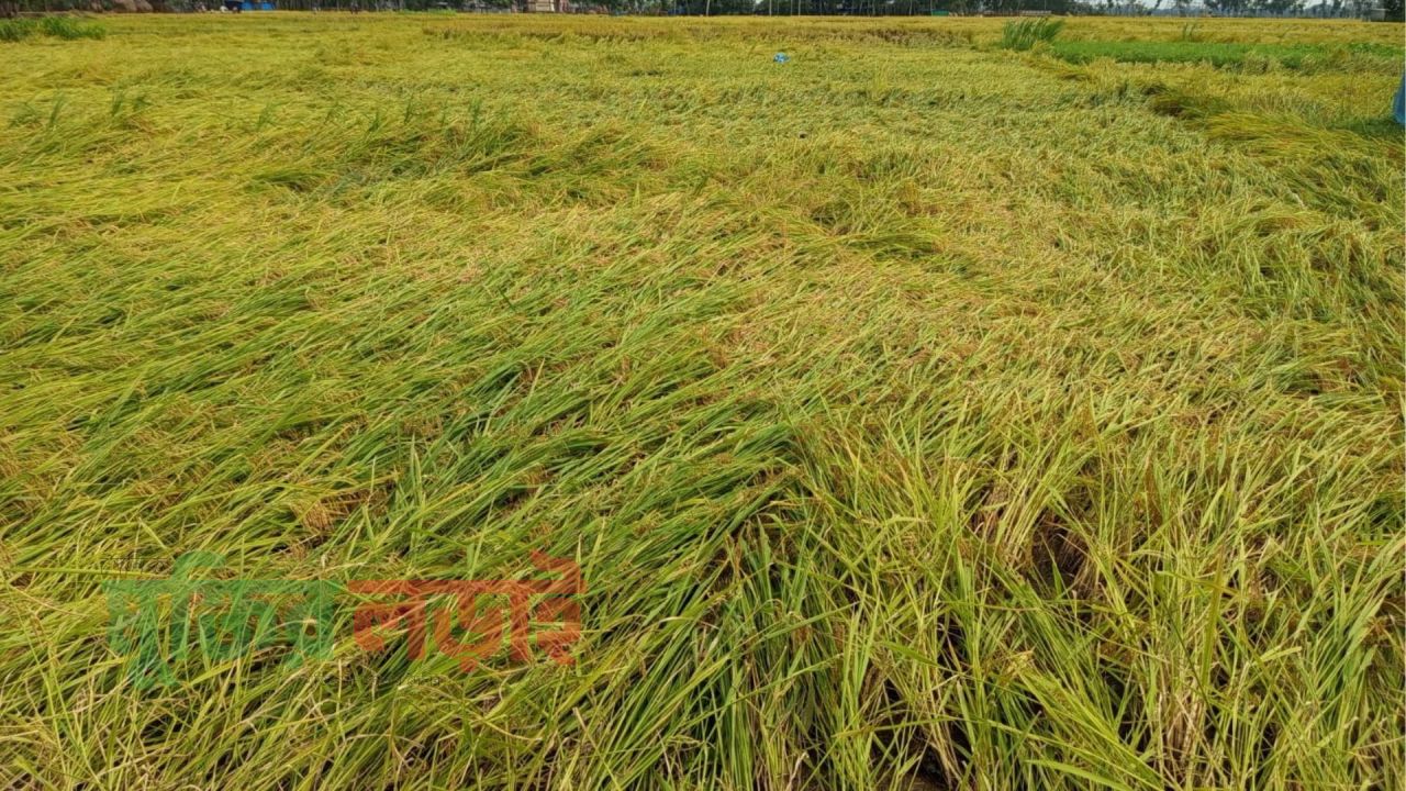 কালবৈশাখীর আঘাতে রাণীনগরে ইরি-বোরো ধান হুমকিতে, শ্রমিক সংকটে দিশেহারা কৃষক