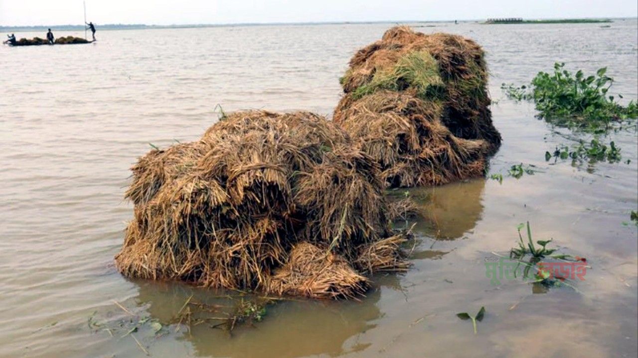 সিলেট জুড়ে হাওরপাড়ের কৃষকদের দীর্ঘশ্বাস