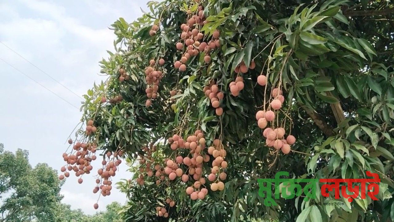 কিশোরগঞ্জে মঙ্গলবাড়িয়ার সুস্বাদু লিচু রপ্তানি হচ্ছে বিভিন্ন দেশে