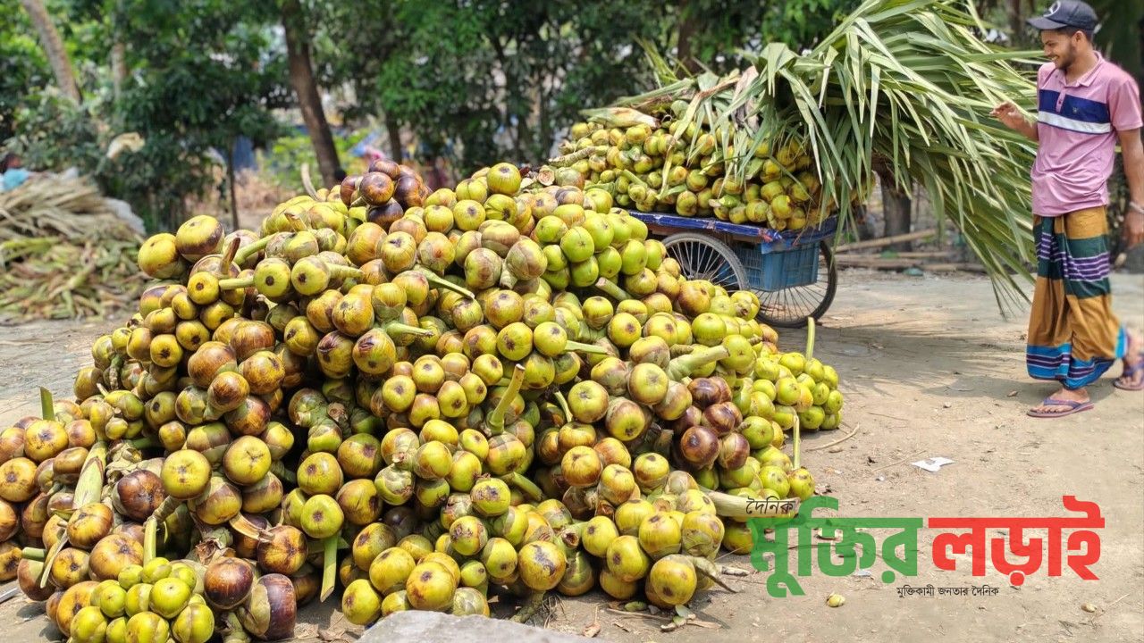 তালের শাঁসের বাম্পার ফলন বরুড়ায়, খুশি কৃষক ও ব্যবসায়ীরা