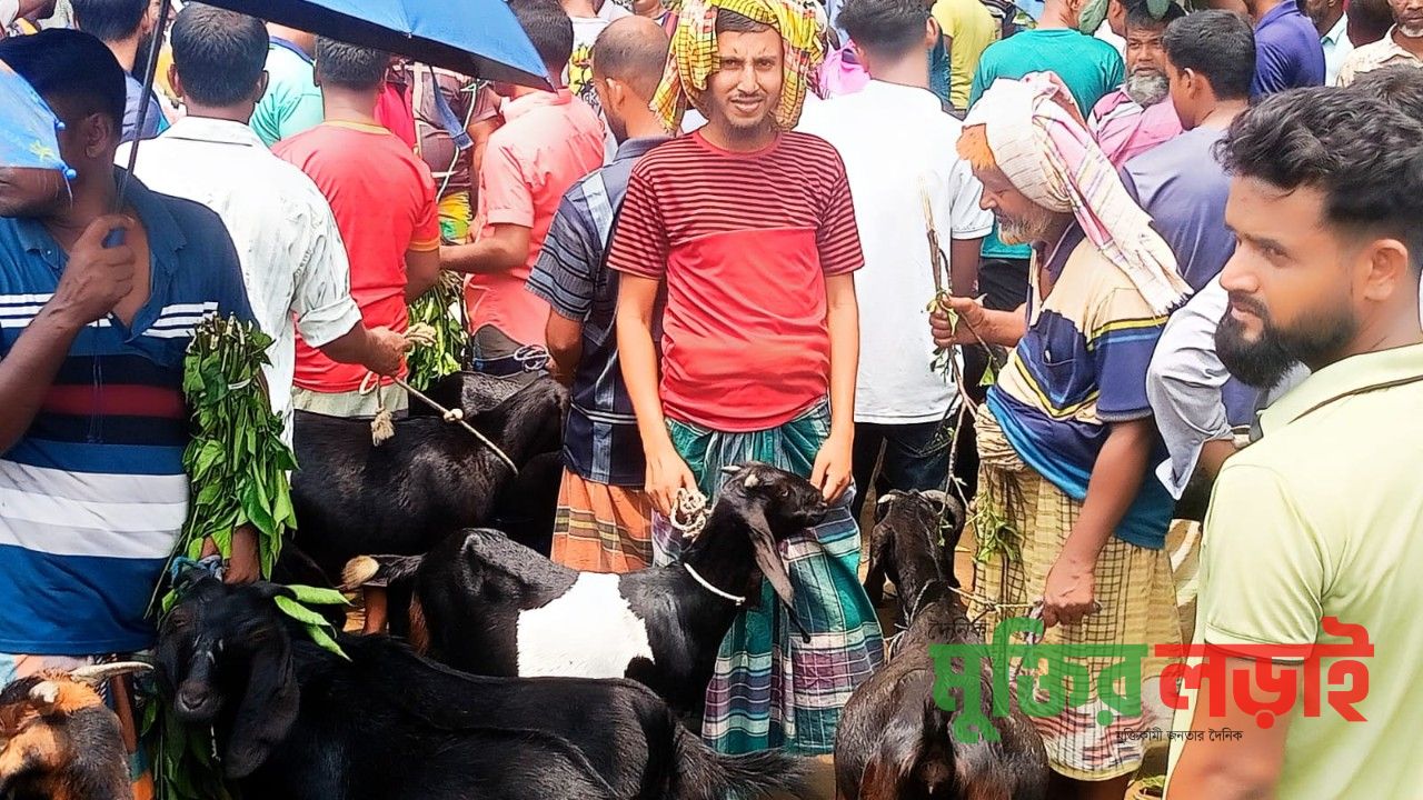 নওহাটায় জমে উঠেছে ঐতিহ্যবাহী ছাগলের হাট, ক্রেতা-বিক্রেতাদের উপচে  পড়া ভিড়