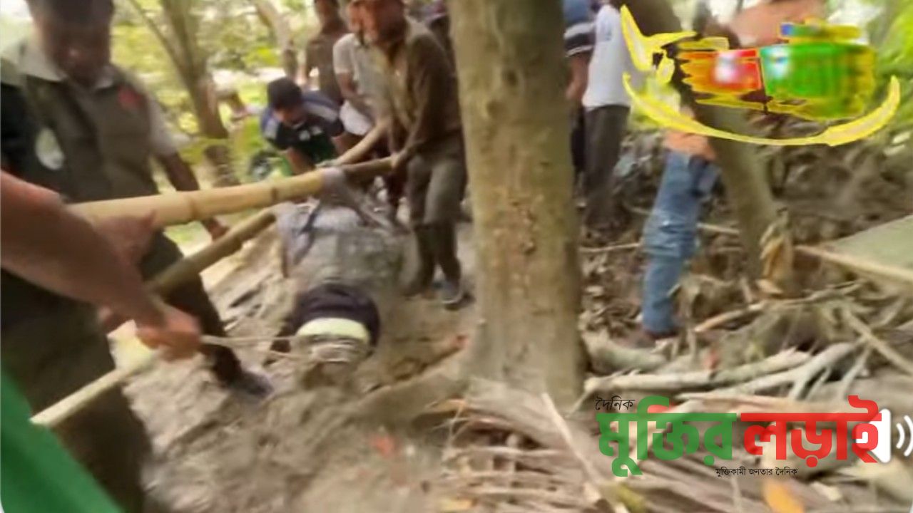বাগেরহাটের খানজাহান আলীর মাজারের দিঘি থেকে কুমির অপসারণ