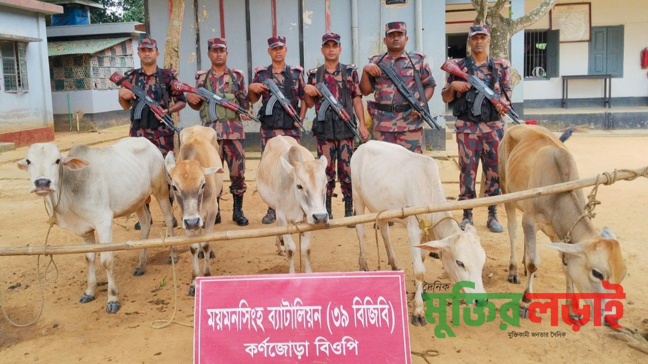 শেরপুর সীমান্তে ৫টি ভারতীয় গরু জব্দ