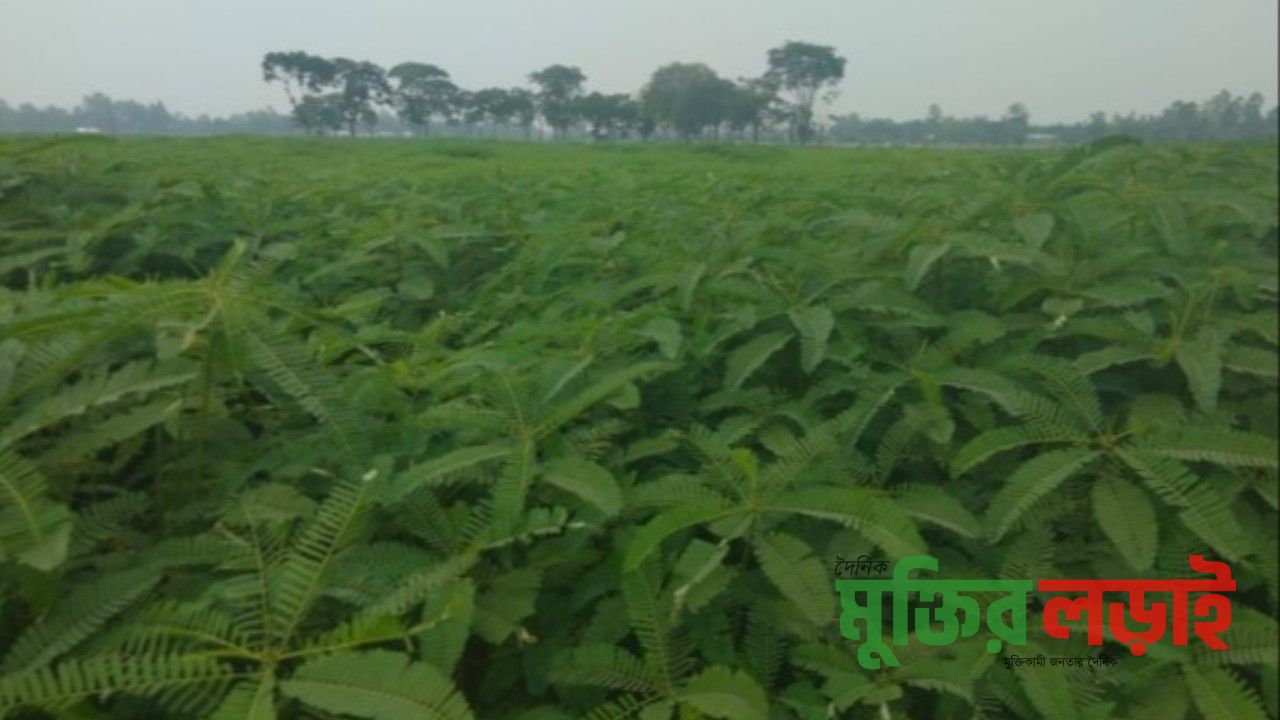 মাটির উর্বরতা ফিরাতে  ধইঞ্চা চাষ