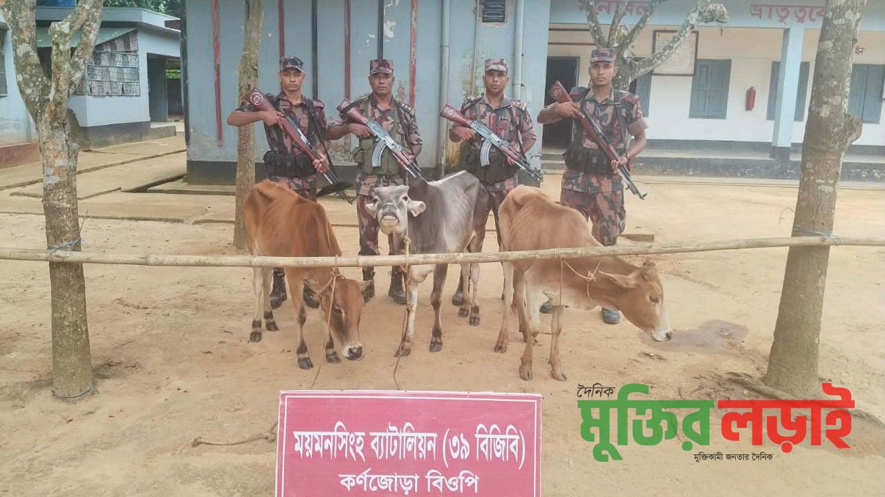 শেরপুর ৩টি ভারতীয় গরু জব্দ