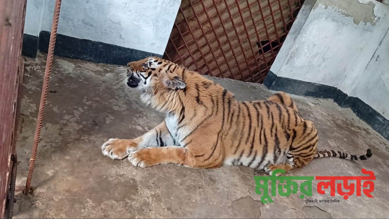 দীর্ঘ ৬ মাস চিকিৎসার পর সুন্দরবনে ফিরছে আহত বাঘিনী
