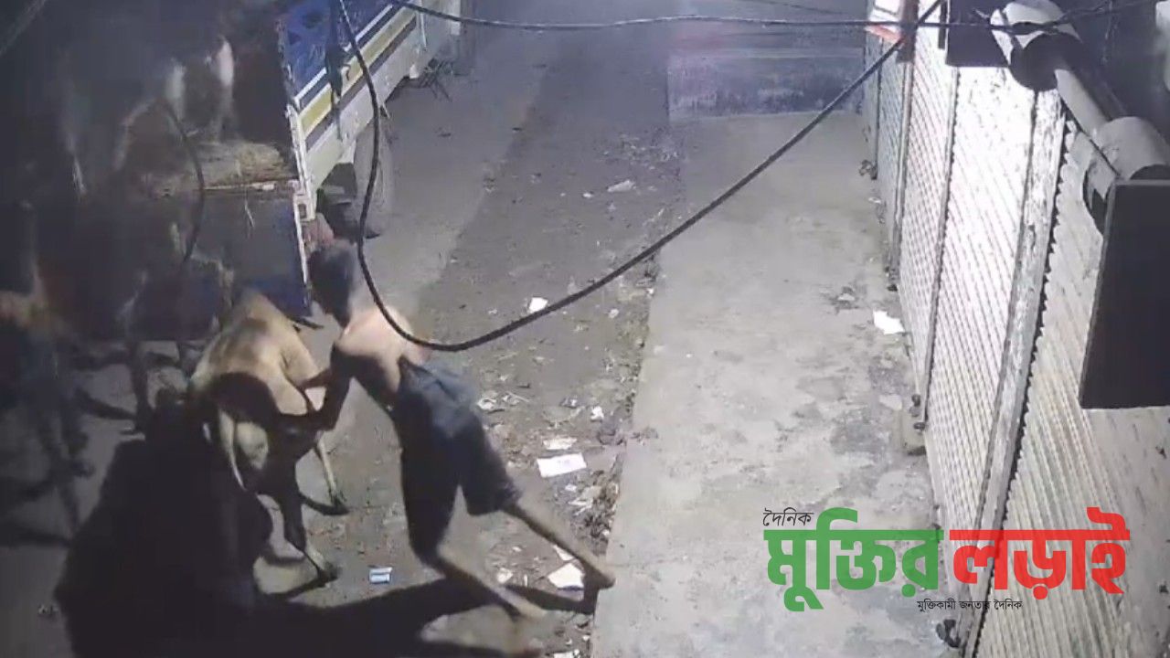 কালীগঞ্জে গরু চুরির হিড়িক : আতঙ্কে খামারিরা