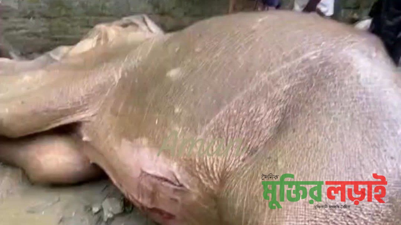 টেকনাফে পাহাড় থেকে পড়ে আহত বন্য হাতির মৃত্যু
