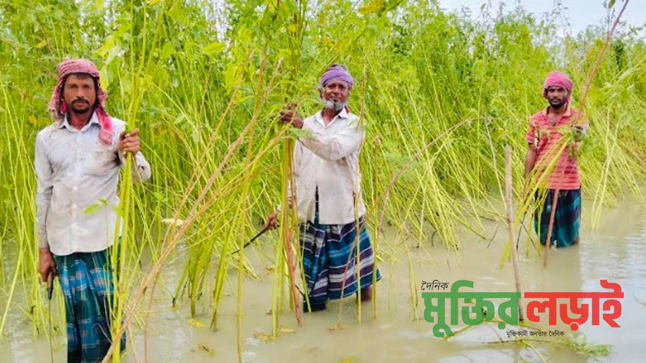 লালমনিরহাটে টানাবৃষ্টিতে পাটগাছের স্বাভাবিক বৃদ্ধি ব্যাহত ;  দুর্ভাবনায় কৃষক