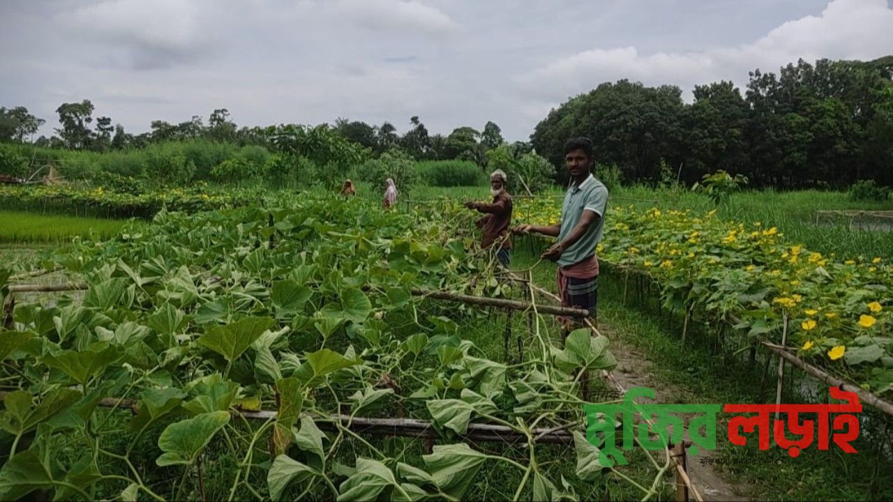 কচুয়ায় কৃষকের ২৪ শতাংশ জমির লাউগাছ কেটে দিল দুর্বৃত্তরা