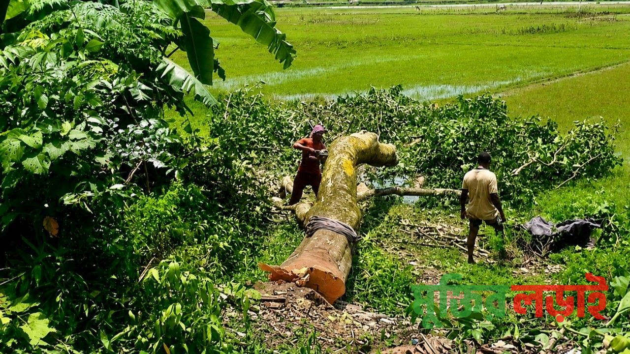 আত্রাইয়ে সরকারি গাছ কাটায় ৩০ হাজার টাকা জরিমানা