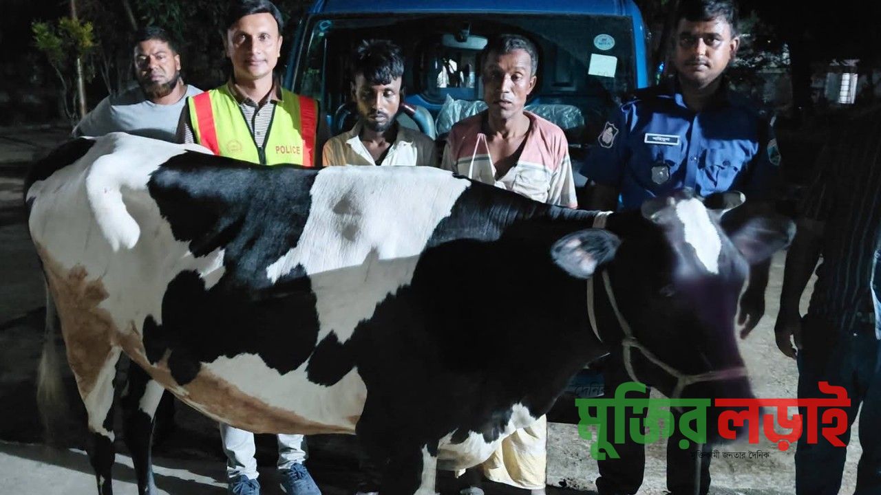 নিয়ামতপুরে দুই চোর গ্রেফতার, গরু ও পিকআপ জব্দ