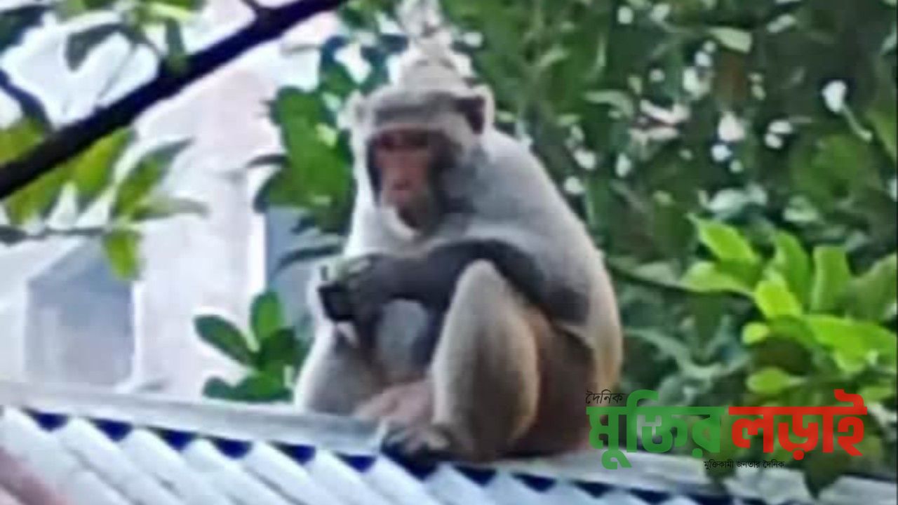 ব্রাহ্মণপাড়ার গ্রামে গ্রামে বানরের উৎপাত