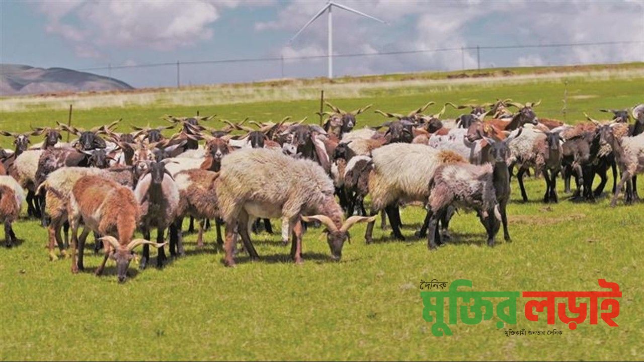 ‘ফটোভোলটাইক-পশুপালন’ মডেলে মরুভূমির নতুন জীবন