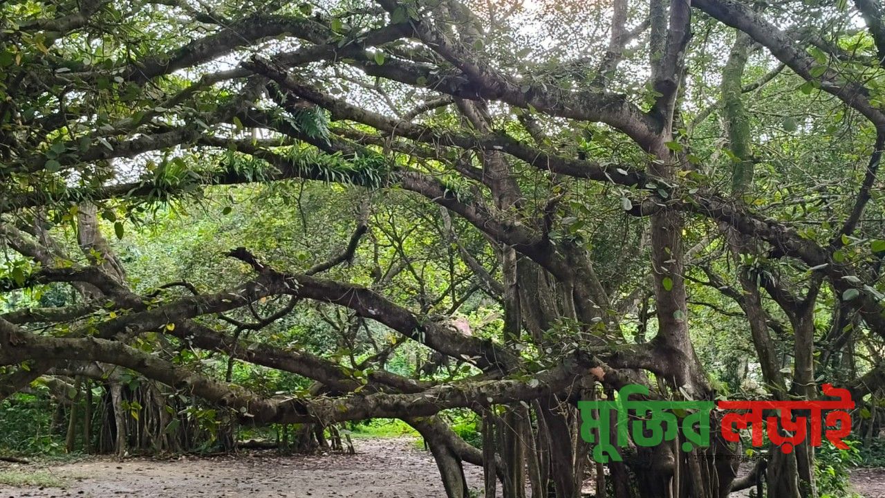 কালীগঞ্জে শতবর্ষের সাক্ষী বটবৃক্ষ আজ মৃত্যুর প্রহর গুনছে : নেয় কার্যকর সংরক্ষণের উদ্যোগ 