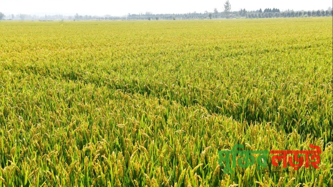 কৃষির বহুমুখীকরণে সমৃদ্ধ হচ্ছে চীনের খাদ্যভান্ডার